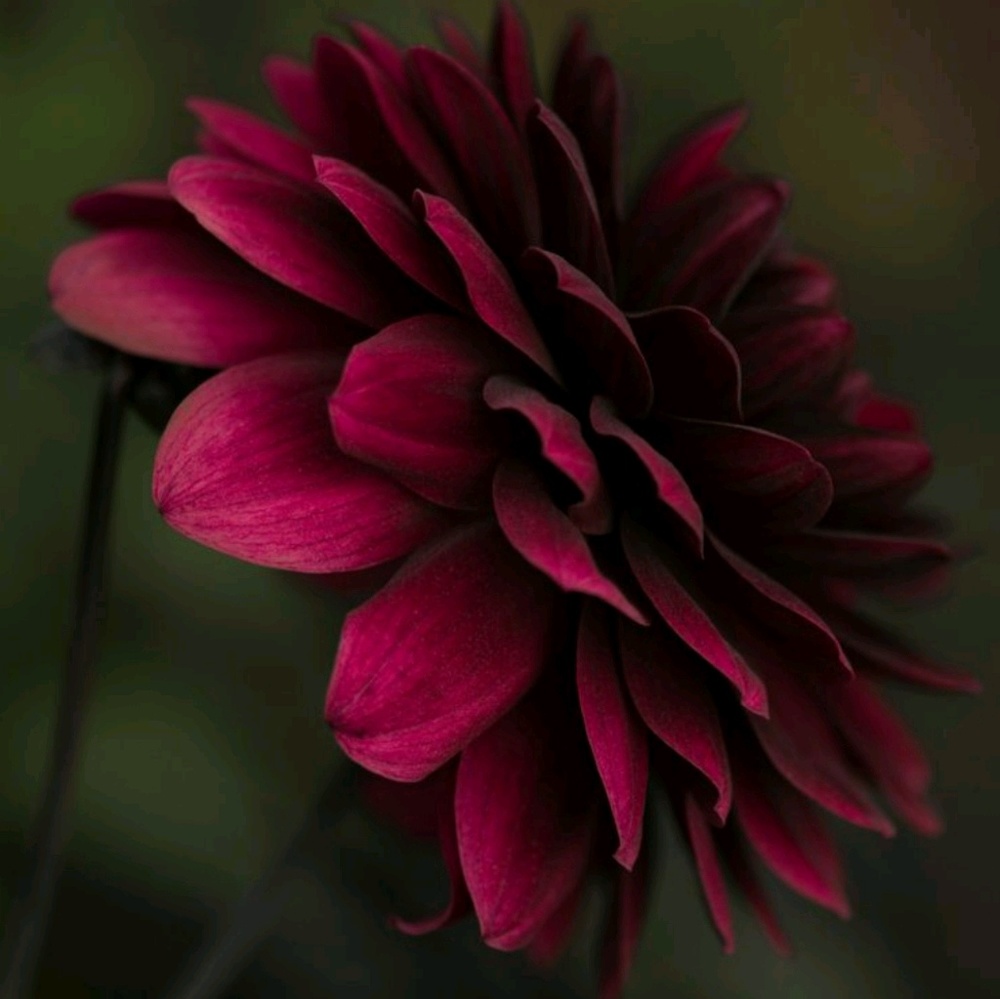 Meet your Posher, Alycia